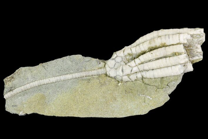 Fossil Crinoid (Parascytalocrinus) - Crawfordsville, Indiana #110587